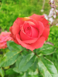 Красная (коралловая) роза (Rosa) — классический махровый бутон насыщенного красно-кораллового оттенка, вид строго сверху, на фоне зеленых листьев и размытой розовой розы, макросъемка садовой розы - Mihail_direct