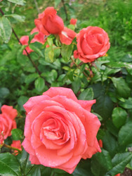 Розовые розы (Rosa) с каплями воды на лепестках — классические махровые цветы нежно-розового (лососевого) оттенка на фоне зеленых листьев и бутонов, макросъемка садовых роз после дождя - Mihail_direct