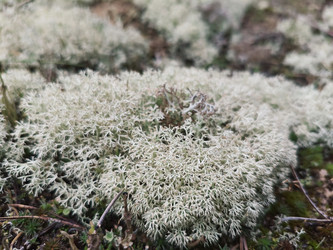 Ягель (олений мох, Cladonia rangiferina) — кустистый лишайник с серовато-белой ажурной текстурой на лесной подстилке, макросъемка - Mihail_direct