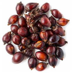 Плоды Attalea speciosa образуют круг на белом фоне - yliv