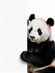 панда держит в руках пустой плакат, сидя на белом фоне в студии. панда выглядит любопытной и игривой, приглашая к творчеству и художественному самовыражению. генеративный искусственный интеллект - Karjalainen