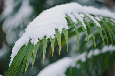 свежий снег, падающий зимой на листья пальм, тропические растения, покрытые снегом - yliv