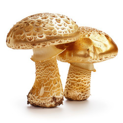 Два гриба pholiota adiposa, стоящие на белом фоне - yliv