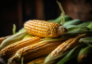 органические желтые сырые кукурузные початки. генеративный контент - yliv