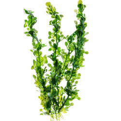 Ярко-зеленое водное растение bacopa caroliniana, цветущее на белом фоне - yliv