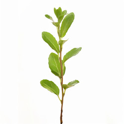 Растение Stevia rebaudiana bertoni, растущее на белом фоне - yliv