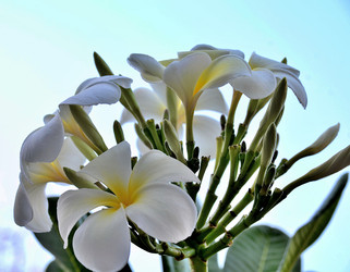 цветок плюмерия рубра, дубай, объединенные арабские эмираты - alekskai