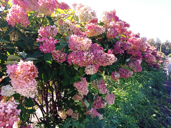 Пышная живая изгородь из гортензии метельчатой (Hydrangea paniculata) - bykgeniy