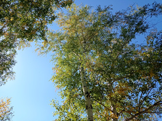 Береза повислая (бородавчатая, лат. Betula pendula) - bykgeniy
