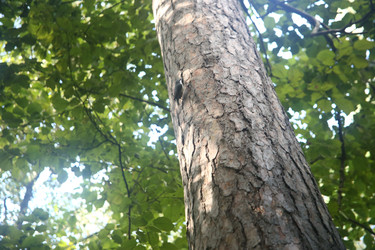 Ствол дерева с кроной и зеленые листья на улице крупным планом - ZemLenik_photoclb