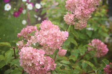 Красивые розовые цветы среди листвы на улице летом крупным планом - ZemLenik_photoclb