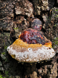 Fomitopsis pinicola, грибок, поражающий ствол на коре сосны. Капли воды на краю - Serg Zastavkin