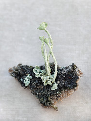 Макросъемка крупным планом Cladonia carneola или лишайника с коронованной чашечкой на сером грунте - Serg Zastavkin