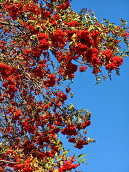 Красные гроздья ягод рябины Sorbus aucuparia на фоне голубого неба - Serg Zastavkin