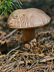 Королевский белый гриб Boletus reticulatus, растущий в лесу. Естественный фон - Serg Zastavkin
