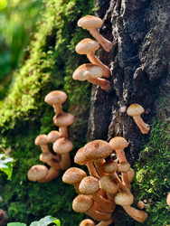 Группа съедобных медоносных грибов Armillaria mellea на коре дерева в лесу - Serg Zastavkin
