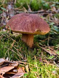 Королевский белый гриб Boletus pinophilus или Boletus edulis var. Пиникола, также известная как пенни-булочка, растет в лесу - Serg Zastavkin