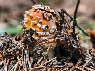 Молодой ядовитый красный мухомор или Amanita muscaria, растущий в лесу. Естественный фон - Serg Zastavkin