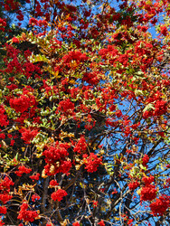 Красные гроздья ягод рябины Sorbus aucuparia на фоне голубого неба - Serg Zastavkin