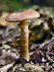 Оne lonely edible honey fungus Armillaria mellea on the forest floor - Serg Zastavkin