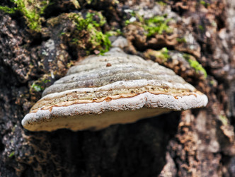 Fomitopsis pinicola, грибок, вызывающий гниение стеблей на коре ствола сосны - Serg Zastavkin