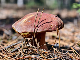Королевский белый гриб Boletus pinophilus или Boletus edulis var. Пиникола, также известная как пенни-булочка, растет в лесу - Serg Zastavkin