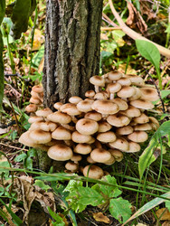 Группа съедобных опят Armillaria mellea у основания дерева в лесу - Serg Zastavkin