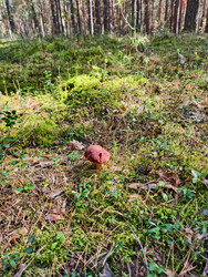 Королевский белый гриб Boletus pinophilus или Boletus edulis var. Пиникола, также известная как пенни-булочка, растет в лесу - Serg Zastavkin