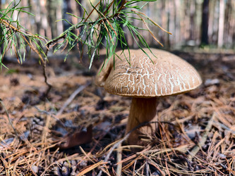 Королевский белый гриб Boletus reticulatus, растущий в лесу. Естественный фон - Serg Zastavkin