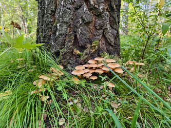 Группа съедобных опят Armillaria mellea у подножия сосны в лесу - Serg Zastavkin