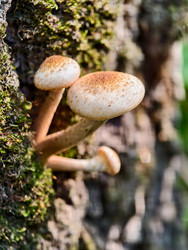 Группа съедобных медоносных грибов Armillaria mellea на коре дерева в лесу - Serg Zastavkin