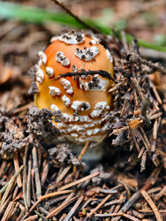 Молодой ядовитый красный мухомор или Amanita muscaria, растущий в лесу. Естественный фон - Serg Zastavkin