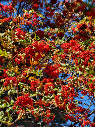 Красные гроздья ягод рябины Sorbus aucuparia на фоне голубого неба - Serg Zastavkin