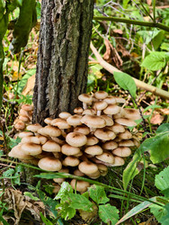 Группа съедобных опят Armillaria mellea у подножия сосны в лесу - Serg Zastavkin