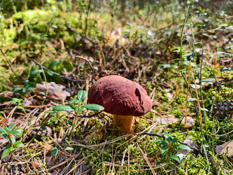 Королевский белый гриб Boletus pinophilus или Boletus edulis var. Пиникола, также известная как пенни-булочка, растет в лесу - Serg Zastavkin