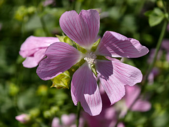 Фотография цветов мальвы Malva sylvestris крупным планом. Естественный цветочный фон - Serg Zastavkin