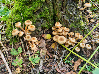 Группа съедобных опят Armillaria mellea у подножия сосны в лесу - Serg Zastavkin