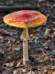 Фотография крупным планом ядовитого красного мухомора или Amanita muscaria, растущего в лесу. Естественный фон - Serg Zastavkin