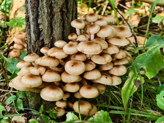 Группа съедобных опят Armillaria mellea у подножия сосны в лесу - Serg Zastavkin