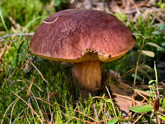 Королевский белый гриб Boletus pinophilus или Boletus edulis var. Пиникола, также известная как пенни-булочка, растет в лесу - Serg Zastavkin