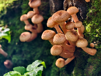Группа съедобных медоносных грибов Armillaria mellea на коре дерева в лесу - Serg Zastavkin