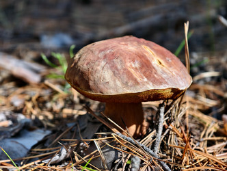 Королевский белый гриб Boletus pinophilus или Boletus edulis var. Пиникола, также известная как пенни-булочка, растет в лесу - Serg Zastavkin