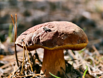 Королевский белый гриб Boletus pinophilus или Boletus edulis var. Пиникола, также известная как пенни-булочка, растет в лесу - Serg Zastavkin