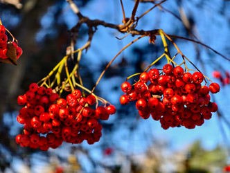 Фотография крупным планом красных гроздей ягод рябины Sorbus aucuparia на фоне голубого неба - Serg Zastavkin