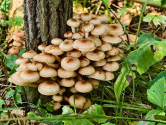 Группа съедобных опят Armillaria mellea у основания дерева в лесу - Serg Zastavkin