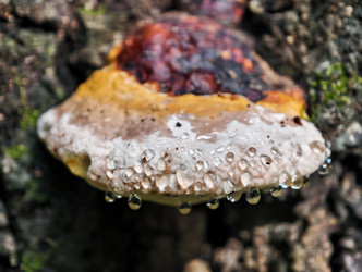 Fomitopsis pinicola, грибок, поражающий ствол на коре сосны. Капли воды на краю - Serg Zastavkin