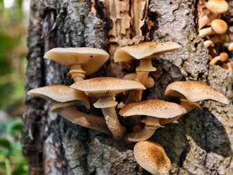 Группа съедобных медоносных грибов Armillaria mellea на коре сосны в лесу - Serg Zastavkin
