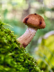 Оne lonely edible honey fungus Armillaria mellea on the bark of a tree in a forest - Serg Zastavkin