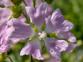 Фотография цветов мальвы Malva sylvestris крупным планом. Естественный цветочный фон - Serg Zastavkin