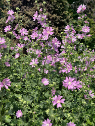 Фотография кустов мальвы Malva sylvestris с цветами. Естественный цветочный фон - Serg Zastavkin